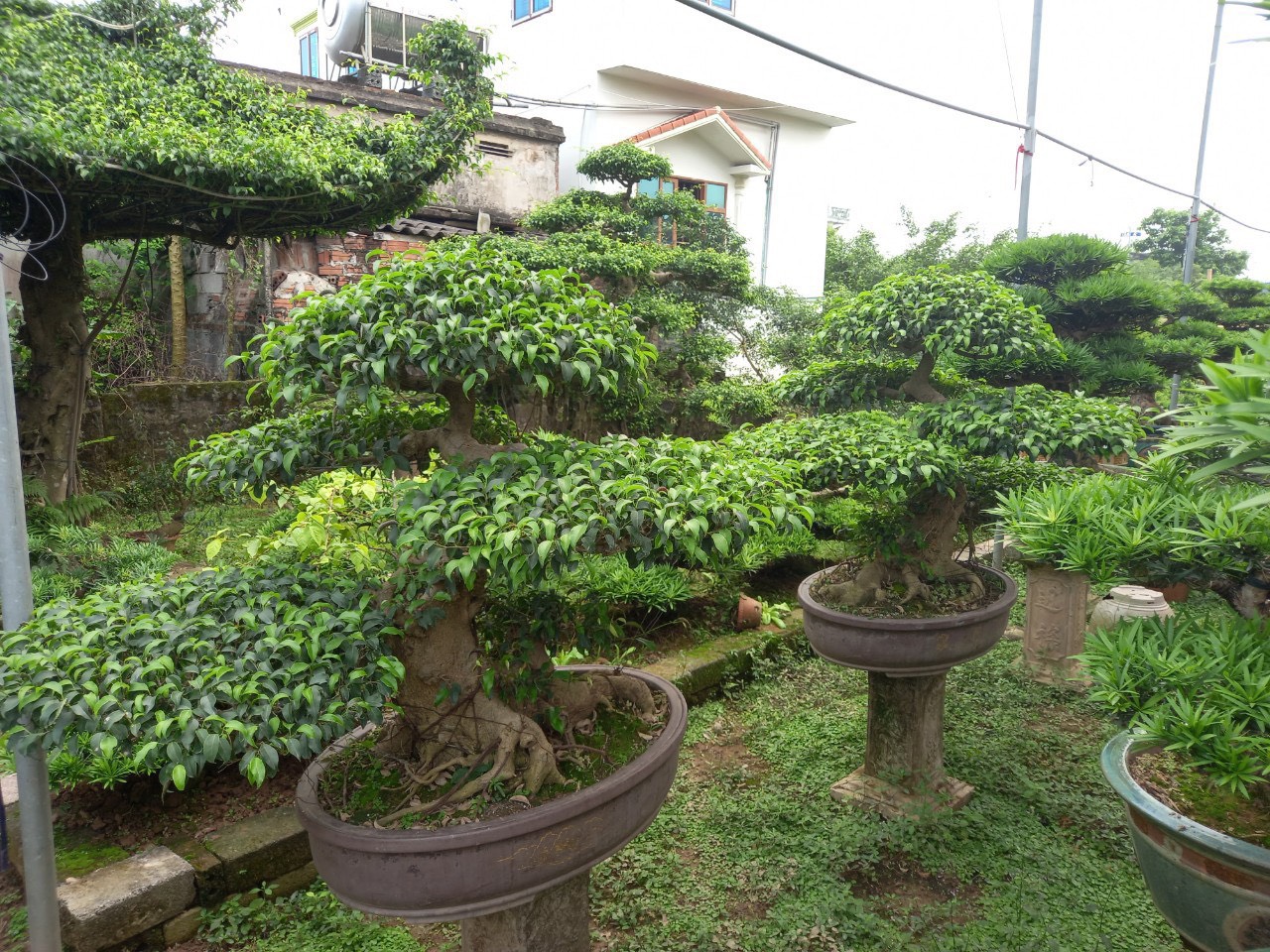 Sanh Nam điền bonsai đôi long giá 12 triệu