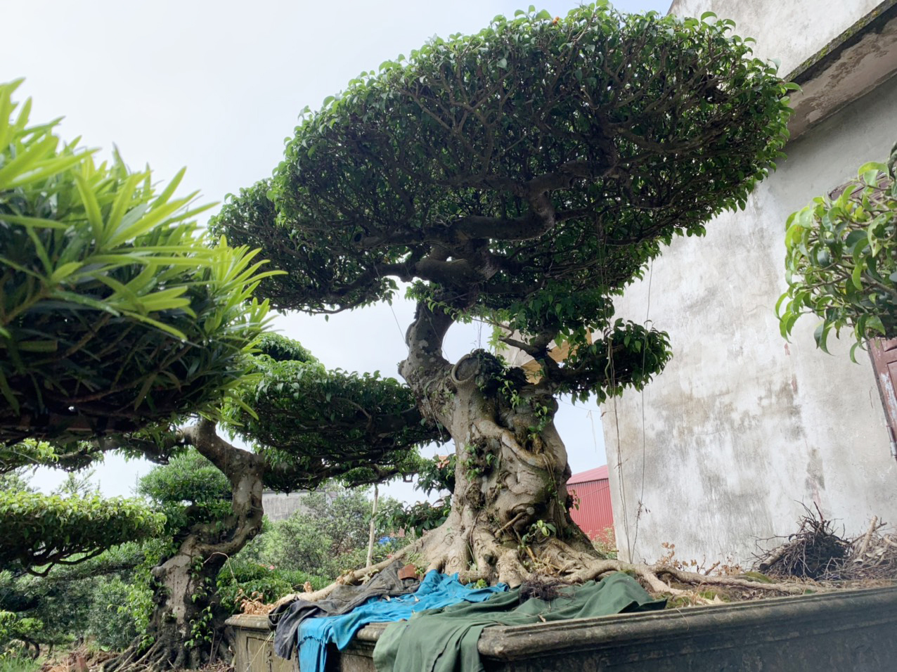 Sanh nam điền bonsai giá 80 triệu