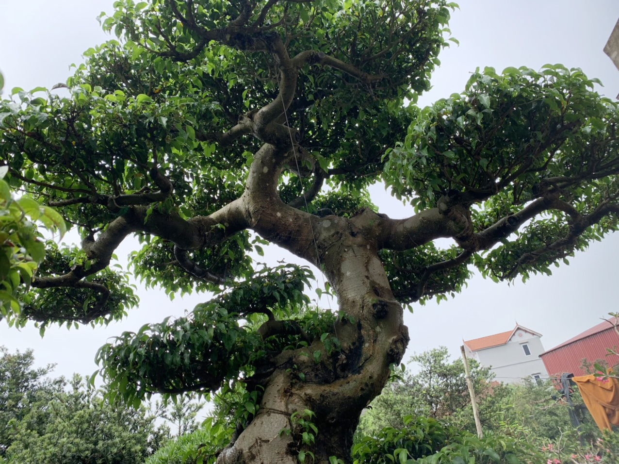 Sanh nam điền bonsai giá 50 triệu