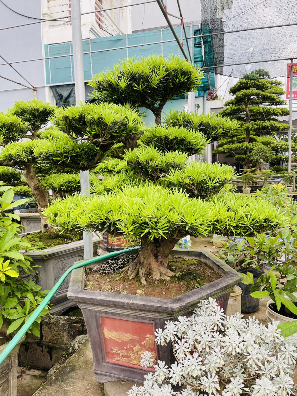 Cách chăm sóc Tùng la hán - Tư Tùng