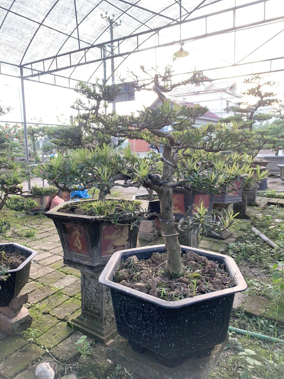 bonsai tùng la hán mini giá rẻ