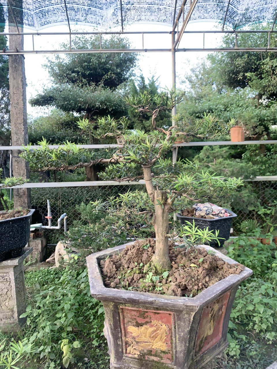 bonsai tùng la hán mini giá rẻ
