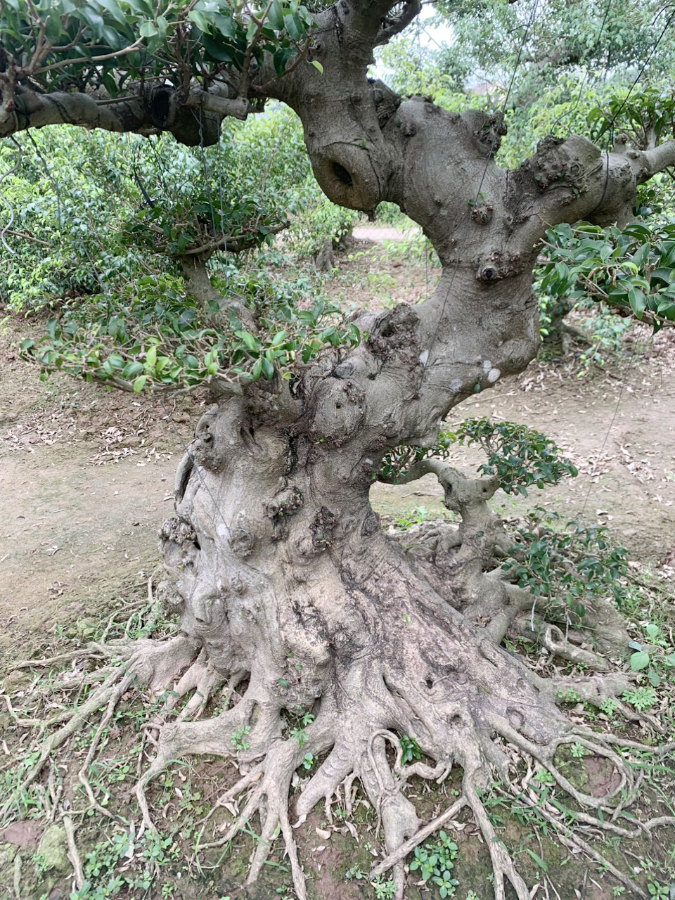 bonsai sanh nam điền đẹp