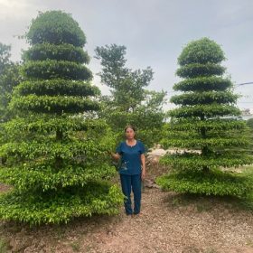 ĐÔI TRỰC SANH NAM ĐIỀN TÁN TRÒN