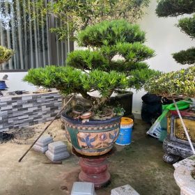 tùng la hán đẹp, báo giá tùng la hán