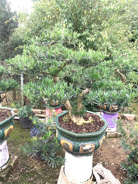 Bao lâu thì có thể cắt tỉa tạo dáng cho cây Tùng la hán