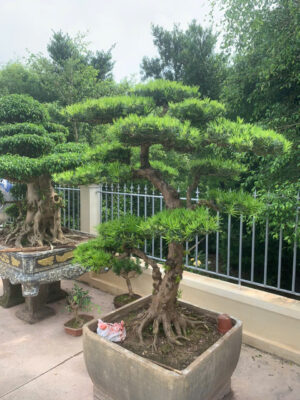 Tùng La Hán bonsai có đắt không
