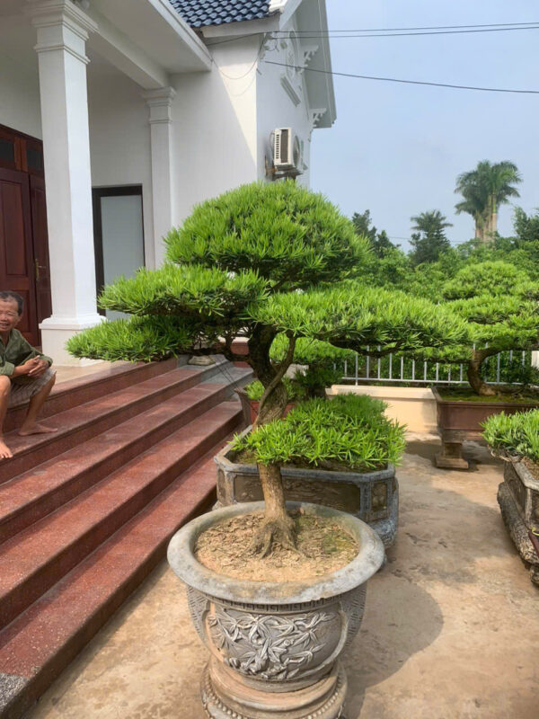 tùng la hán dáng trực