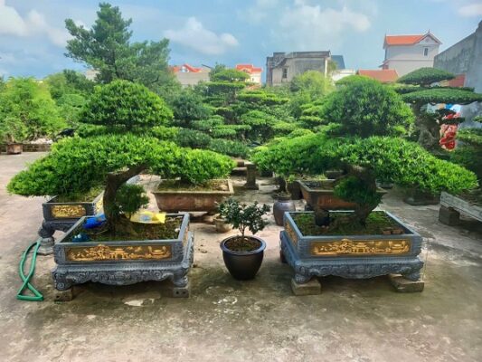 tùng la hán đôi long