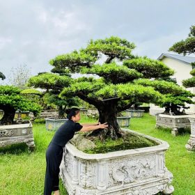 tùng la hán đẹp, báo giá tùng la hán