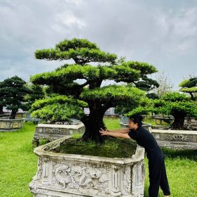 tùng la hán đẹp, báo giá tùng la hán