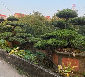 tùng la hán đôi huyền