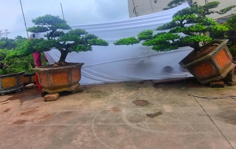 tùng la hán đôi huyền