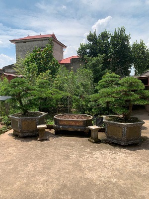 tùng la hán đôi huyền