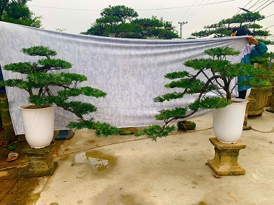 tùng la hán đôi huyền