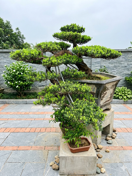 tùng la hán dáng huyền