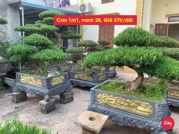 cây tùng la hán đôi long đẹp tại Nam Định