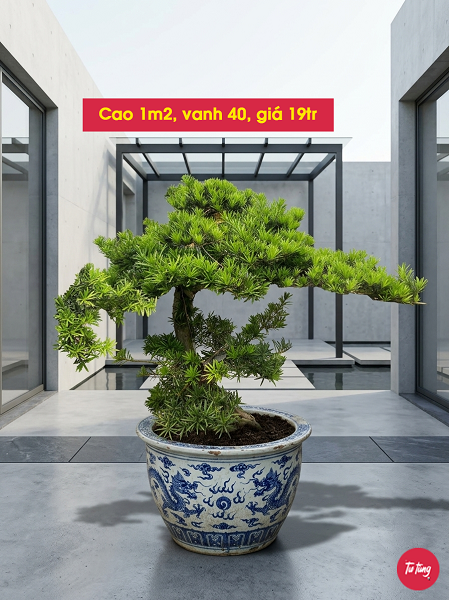 cây tùng la hán dáng trực đẹp tại Nam Định