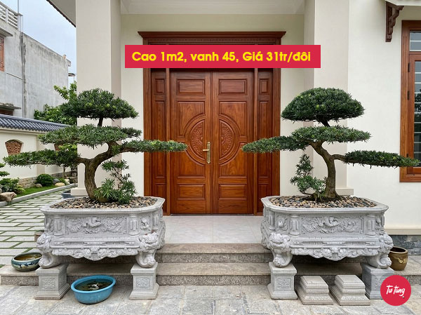 cây tùng la hán đôi long đẹp tại Nam Định
