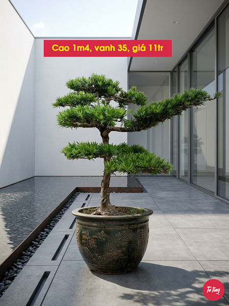 cây tùng la hán dáng trực đẹp tại Nam Định