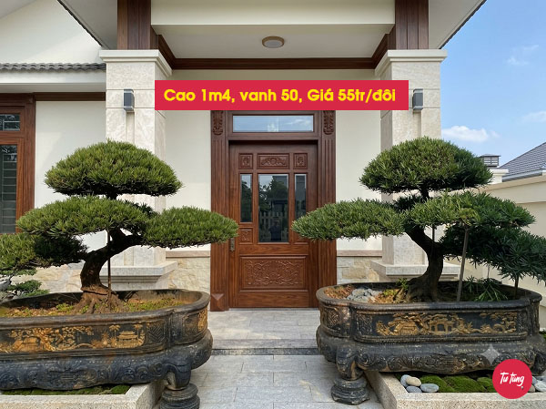 cây tùng la hán đôi long đẹp tại Nam Định