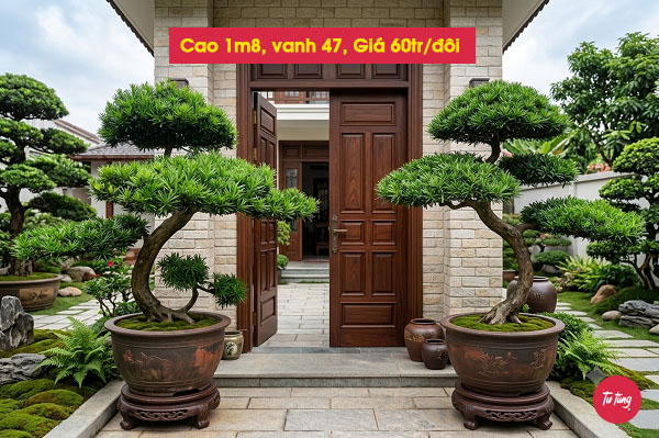 cây tùng la hán đôi long đẹp tại Nam Định
