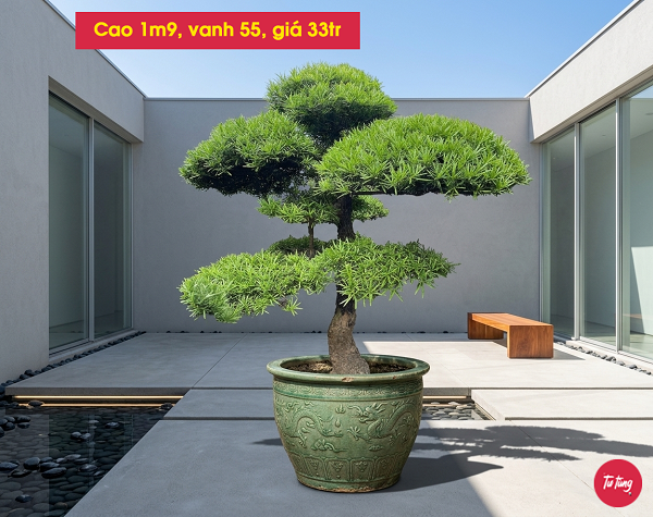 cây tùng la hán dáng trực đẹp tại Nam Định