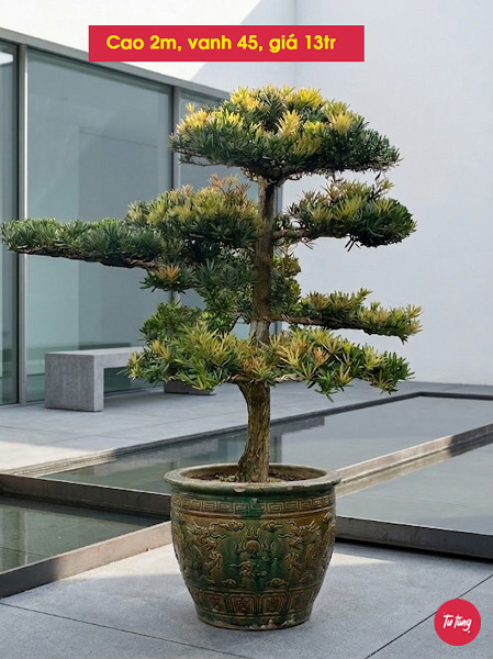 cây tùng la hán dáng trực đẹp tại Nam Định