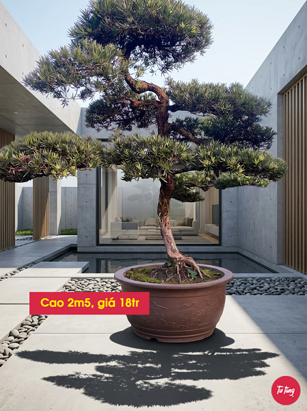 cây tùng la hán dáng trực đẹp tại Nam Định