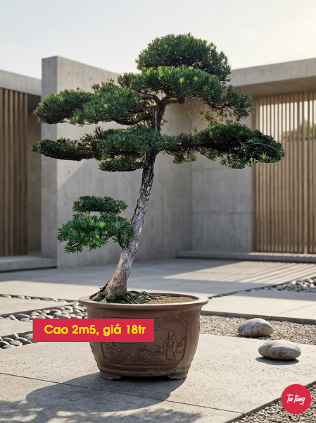 cây tùng la hán dáng trực đẹp tại Nam Định
