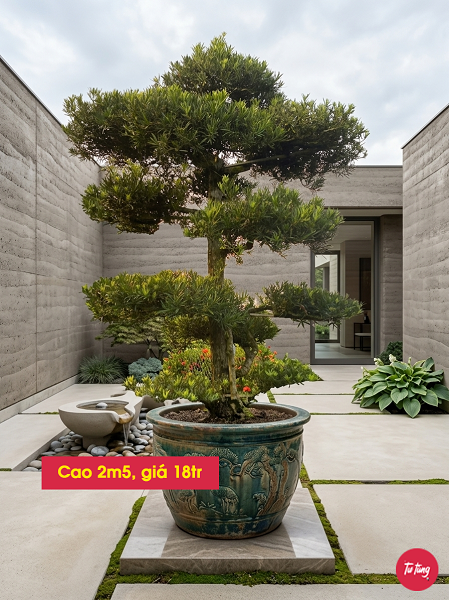 cây tùng la hán dáng trực đẹp tại Nam Định