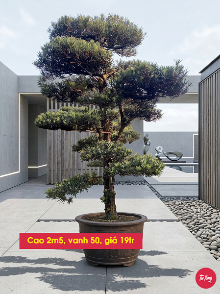 cây tùng la hán dáng trực đẹp tại Nam Định
