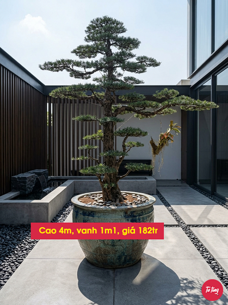 cây tùng la hán dáng trực đẹp tại Nam Định
