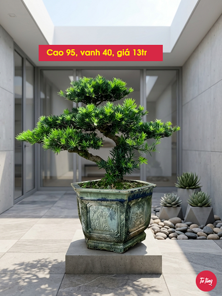 cây tùng la hán dáng trực đẹp tại Nam Định