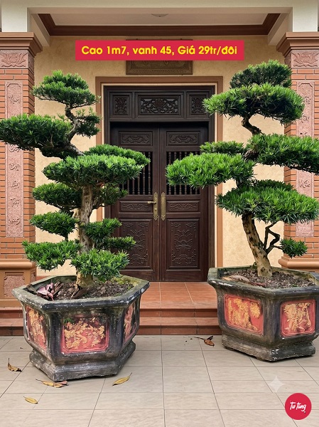 cây tùng la hán đôi trực đẹp tại Nam Định
