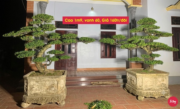 cây tùng la hán đôi trực đẹp tại Nam Định