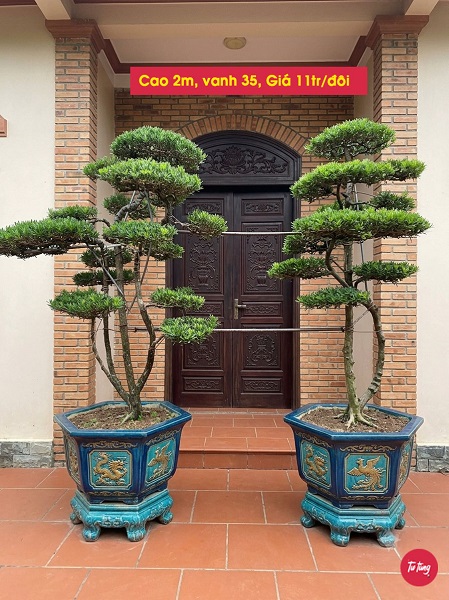 cây tùng la hán đôi trực đẹp tại Nam Định