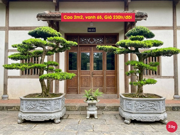 cây tùng la hán đôi trực đẹp tại Nam Định