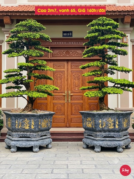 cây tùng la hán đôi trực đẹp tại Nam Định