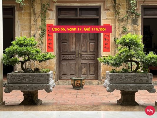 cây tùng la hán đôi long đẹp tại Nam Định